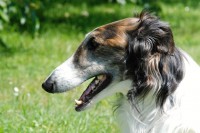 /album/palantir-ryazan1/dsc-0088-web-jpg2/