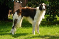 /album/palantir-ryazan1/palantir-5-a-web-jpg2/