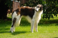 /album/palantir-ryazan1/palantir-5-b-web-jpg/