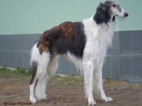 /album/palantir-ryazan1/imgp5205-z-jpeg1/