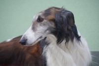 /album/palantir-ryazan1/imgp5206-z-jpeg1/